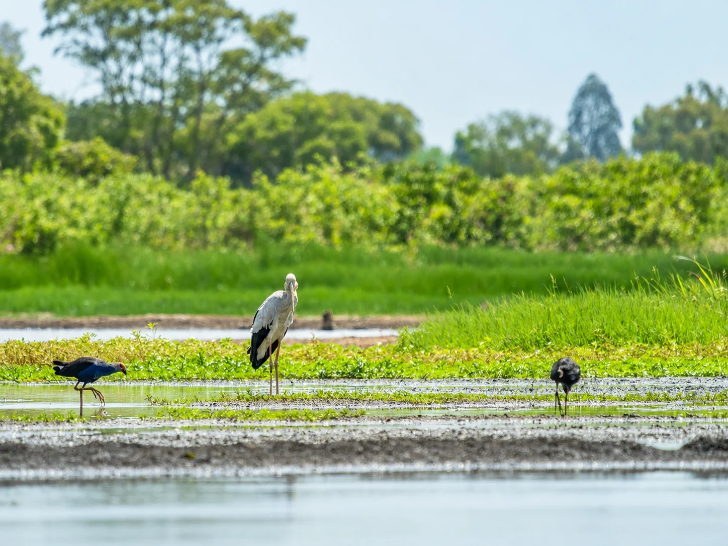 Avifauna nelle zone umide del Parco del Mincio