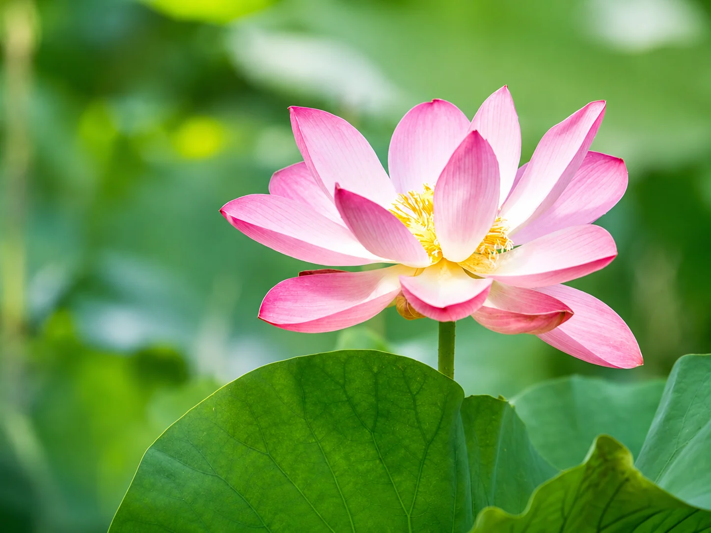 Fiore di loto rosa nei laghi di Mantova
