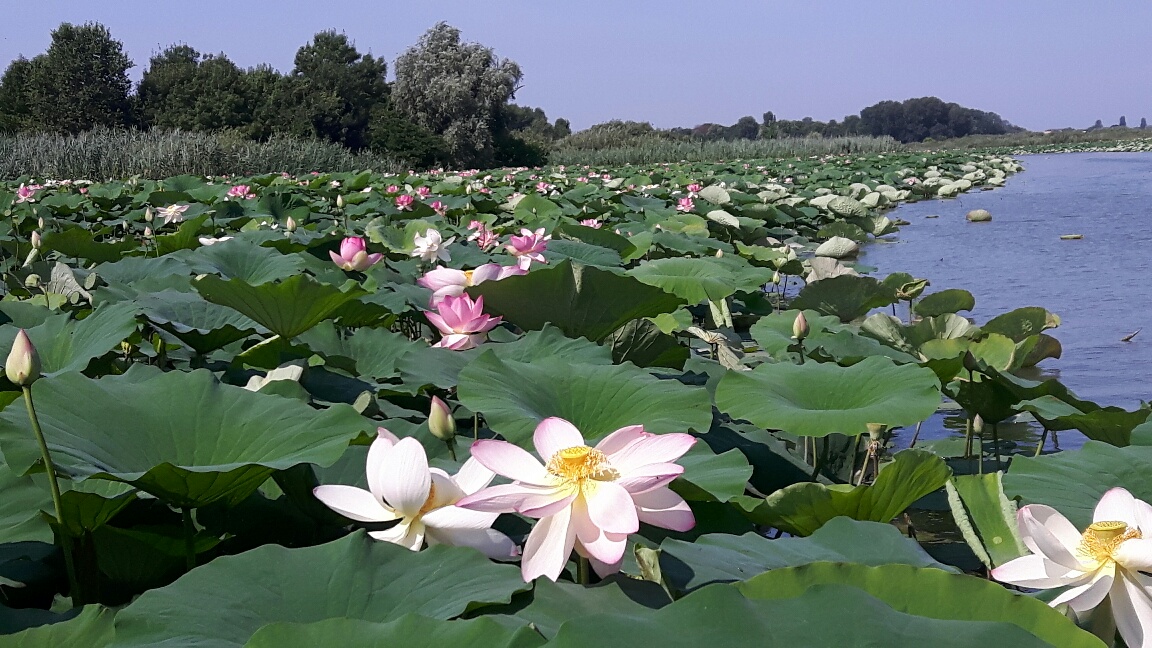 Fioritura dei fiori di loto a Mantova